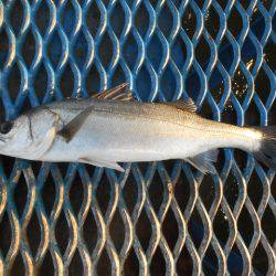 オリジナルメーカー海づり公園(市原市海づり施設) 釣果