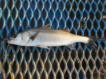 オリジナルメーカー海づり公園(市原市海づり…