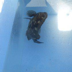 オリジナルメーカー海づり公園(市原市海づり施設) 釣果