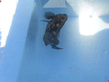 オリジナルメーカー海づり公園(市原市海づり施設) 釣果