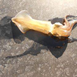 オリジナルメーカー海づり公園(市原市海づり施設) 釣果