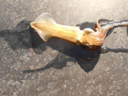 オリジナルメーカー海づり公園(市原市海づり施設) 釣果