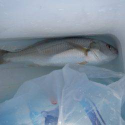 オリジナルメーカー海づり公園(市原市海づり施設) 釣果