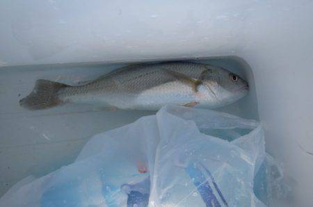 オリジナルメーカー海づり公園(市原市海づり施設) 釣果