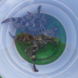 大阪南港海つり公園 釣果