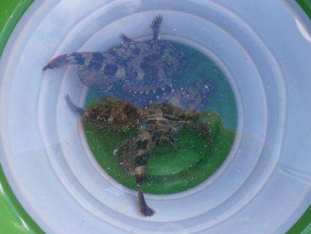 大阪南港海つり公園 釣果