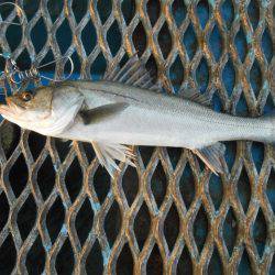 オリジナルメーカー海づり公園(市原市海づり施設) 釣果