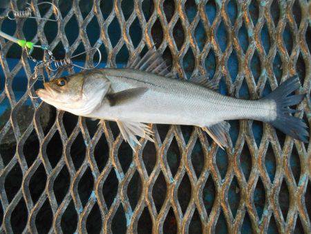 オリジナルメーカー海づり公園(市原市海づり施設) 釣果