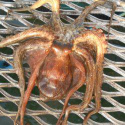 オリジナルメーカー海づり公園(市原市海づり施設) 釣果