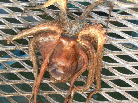 オリジナルメーカー海づり公園(市原市海づり施設) 釣果