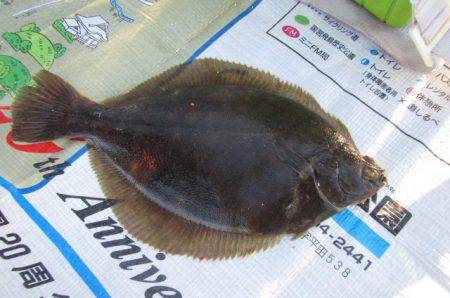 オリジナルメーカー海づり公園(市原市海づり施設) 釣果