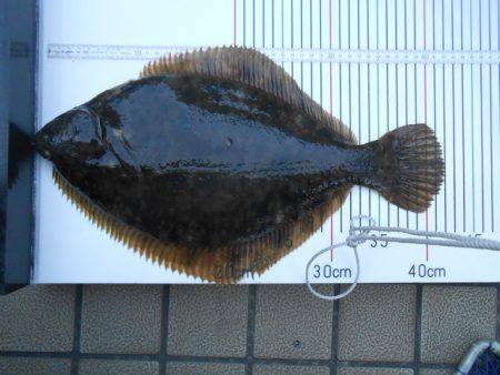 オリジナルメーカー海づり公園(市原市海づり…