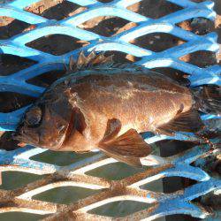 オリジナルメーカー海づり公園(市原市海づり施設) 釣果