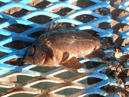 オリジナルメーカー海づり公園(市原市海づり施設) 釣果