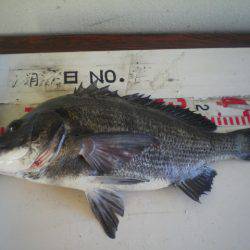 姫路市立遊魚センター 釣果