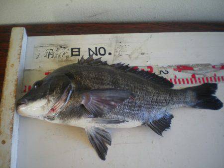 姫路市立遊魚センター 釣果