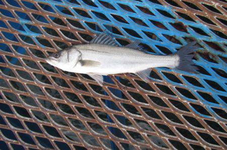 オリジナルメーカー海づり公園(市原市海づり施設) 釣果