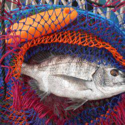 オリジナルメーカー海づり公園(市原市海づり施設) 釣果