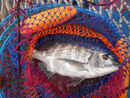 オリジナルメーカー海づり公園(市原市海づり施設) 釣果