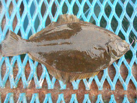 オリジナルメーカー海づり公園(市原市海づり施設) 釣果