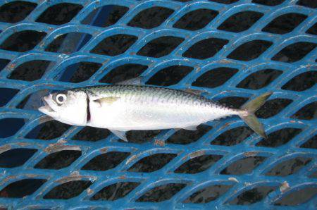 オリジナルメーカー海づり公園(市原市海づり施設) 釣果