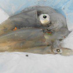 オリジナルメーカー海づり公園(市原市海づり施設) 釣果