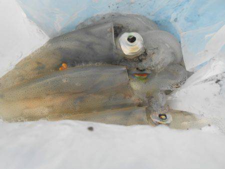 オリジナルメーカー海づり公園(市原市海づり…