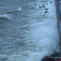 オリジナルメーカー海づり公園(市原市海づり施設) 釣果