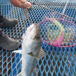 オリジナルメーカー海づり公園(市原市海づり施設) 釣果