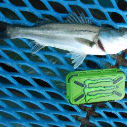 オリジナルメーカー海づり公園(市原市海づり施設) 釣果