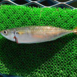 オリジナルメーカー海づり公園(市原市海づり施設) 釣果