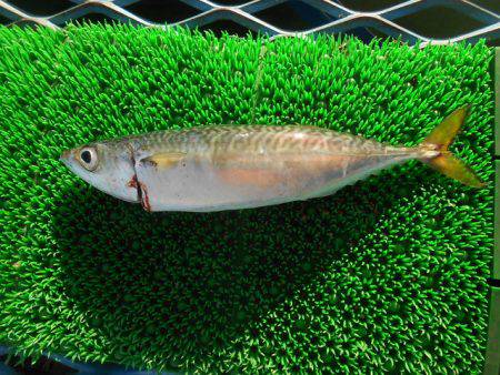 オリジナルメーカー海づり公園(市原市海づり施設) 釣果