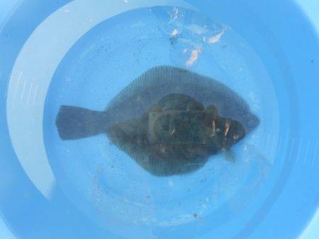 オリジナルメーカー海づり公園(市原市海づり施設) 釣果