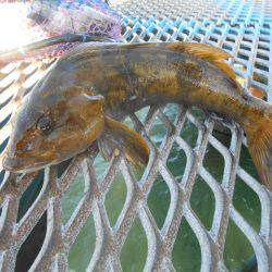 オリジナルメーカー海づり公園(市原市海づり施設) 釣果