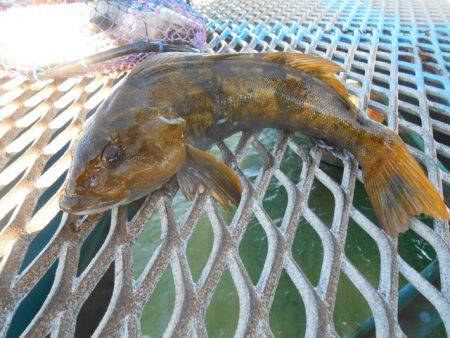オリジナルメーカー海づり公園(市原市海づり施設) 釣果