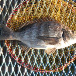 オリジナルメーカー海づり公園(市原市海づり施設) 釣果