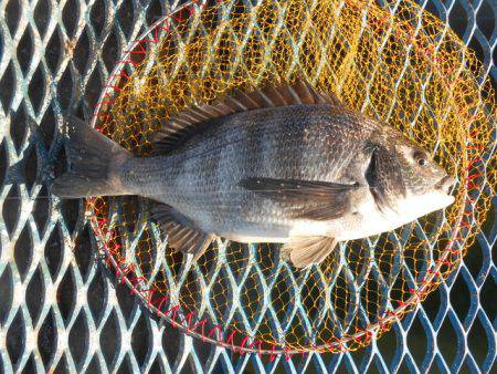 オリジナルメーカー海づり公園(市原市海づり施設) 釣果