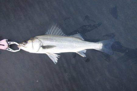 オリジナルメーカー海づり公園(市原市海づり…