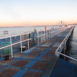 オリジナルメーカー海づり公園(市原市海づり施設) 釣果