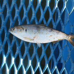 オリジナルメーカー海づり公園(市原市海づり施設) 釣果