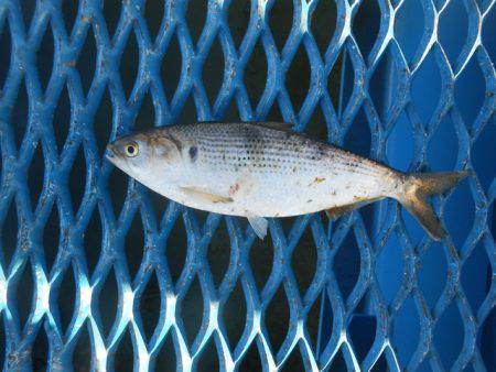 オリジナルメーカー海づり公園(市原市海づり施設) 釣果