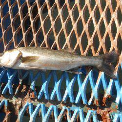 オリジナルメーカー海づり公園(市原市海づり施設) 釣果