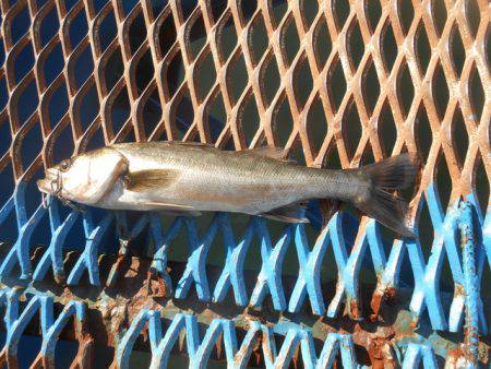 オリジナルメーカー海づり公園(市原市海づり施設) 釣果