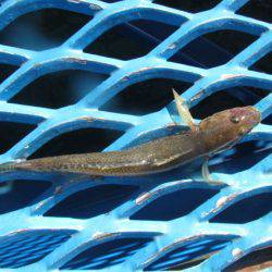 オリジナルメーカー海づり公園(市原市海づり施設) 釣果