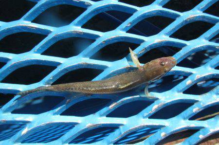 オリジナルメーカー海づり公園(市原市海づり施設) 釣果