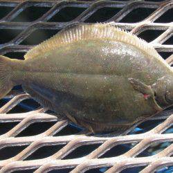 オリジナルメーカー海づり公園(市原市海づり施設) 釣果