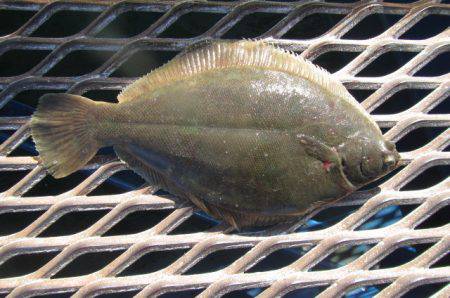 オリジナルメーカー海づり公園(市原市海づり施設) 釣果