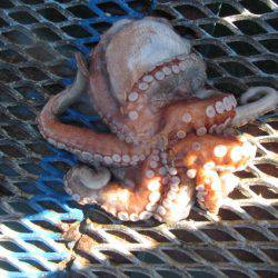 オリジナルメーカー海づり公園(市原市海づり施設) 釣果