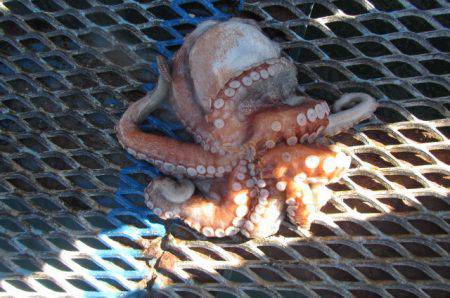 オリジナルメーカー海づり公園(市原市海づり施設) 釣果