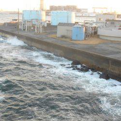 オリジナルメーカー海づり公園(市原市海づり施設) 釣果